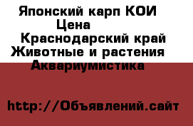 Японский карп КОИ › Цена ­ 300 - Краснодарский край Животные и растения » Аквариумистика   